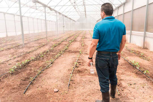 Latino farmer seen from behind in a controlled environment greenhouse to improve the genetics of vegetables - Powered by Adobe