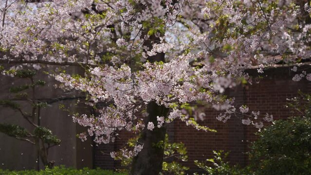 Sakura Tree Blossom Falling in Slow Motion, Spring Season in Japan
