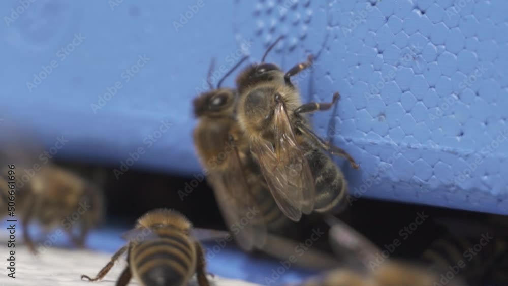 Poster bees flying back on the beehive entrance checking if they are a part of the colony. slow motion