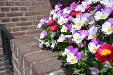 Pansy flowers and daisy flowers planted next to a brick wall