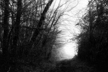 Foggy morning in the French Gatinais Regional Nature Park