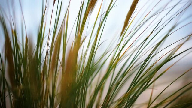 Fresh reeds blowing in the wind in the dunes at the bech