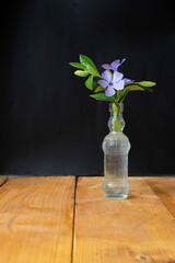 Vinca minor (common names lesser periwinkle or dwarf periwinkle) little flowers in a corrugated glass bottle on black background