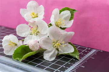 Apple tree flowers on a measuring board on pink background 