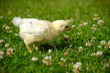 Baby chick on green grass