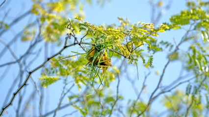 Male Southern masked weaver (Ploceus velatus) building a nest in a tree, in the spring, in a backyard in Pretoria, South Africa