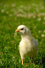 Baby chick on green grass