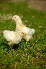 Two baby chicks on green grass