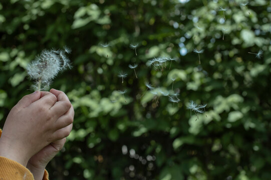 Little hands of a child blowing seeds from a dandelion, on dark green background 