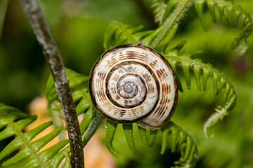 snail on a green leaf of fern