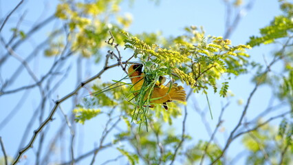 Male Southern masked weaver (Ploceus velatus) building a nest in a tree, in the spring, in a backyard in Pretoria, South Africa