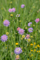 Blooming field scabious (Knautia arvensis) on a wildflower meadow.