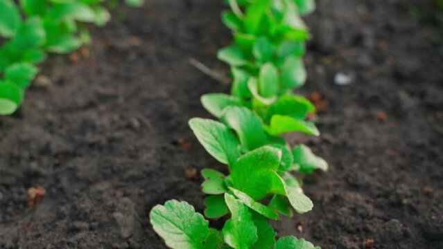 Camera flying over a growing radish in a garden close-up. Bed with growing radish close-up in spring