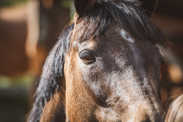 Pferd / Auge / Blick