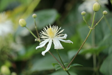 Biały kwiat powojnika na zielonym tle