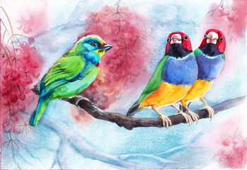 Illustration of colorful birds on branch.Watercolour.Guldova amadina is a bird of paradise on a blue background.Postcard.