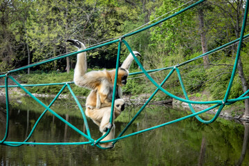 A white-cheeked mother gibbon carrying a child, climbing a suspension rope bridge over the pond, surrounded with forest. Critically endangered species.