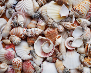 A collection of seashells and clams top view closeup, as a natural background