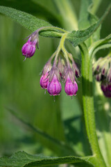 Blossoms of common comfrey (Symphytum officinale).