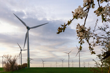Fototapeta na wymiar Kirschzweige vor Windrädern in einem Windpark im Abendlicht