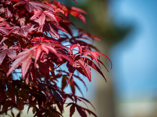 A close-up of the leaves of a Japanese red maple cultivar. Ever red leaves of a tree. Side view a background of against a blue sky on a sunny day. Copy space. Place for text. Wallpaper. Design.