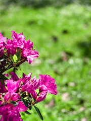 Close-up of blooming purple flowers. Blooming purple hybrid rhododendron. Against the background of green grass. vertically. Copy space. Place for text.