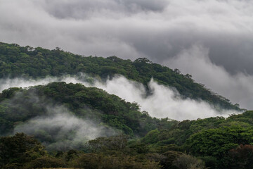 Forêt de Monteverde