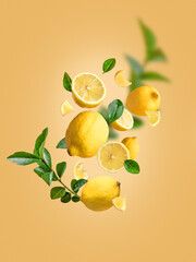 Levitation of fresh lemons and green leaves in the air on an isolated yellow background. Different parts:whole and sliced ​​lemons falling in the air.Creative drink advertising concept.Food levitation