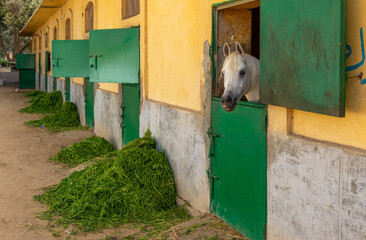 White horse pokes its head out of a stall in stable
