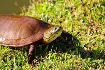 Photograph of a beautiful turtle on the shores of the lake.