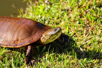 Naklejka premium Photograph of a beautiful turtle on the shores of the lake.