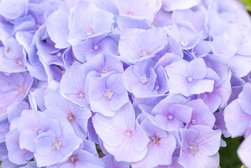 紫陽花のアップ