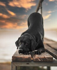 Hund am Strand