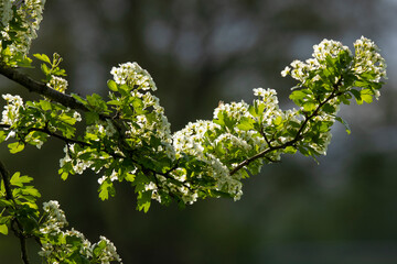 Flowering hawthorn branch on the blurred background in spring