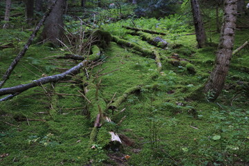 sous bois mousseux 