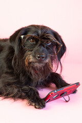 funny schnauzer dog with glasses reading something in his smartphone on a pink background