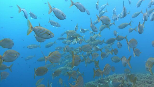 POV scuba dving with a gold banded fish school