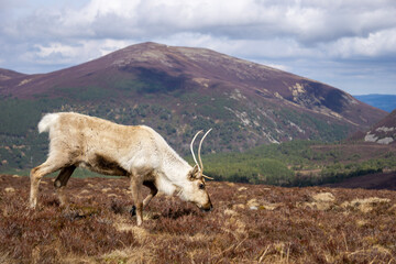 reindeer in the mountains