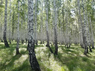  birch grove © Елена Форостенко