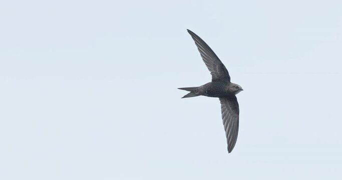 Common swift in flight