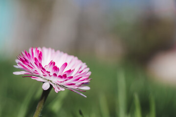 Daisy stem with flower in the green grass. Daisy (Bellis perennis) head on a green blurred background with space for text © Anna Skliarenko