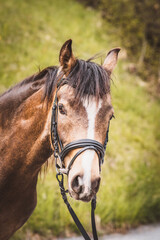 Obraz premium Junge Stute