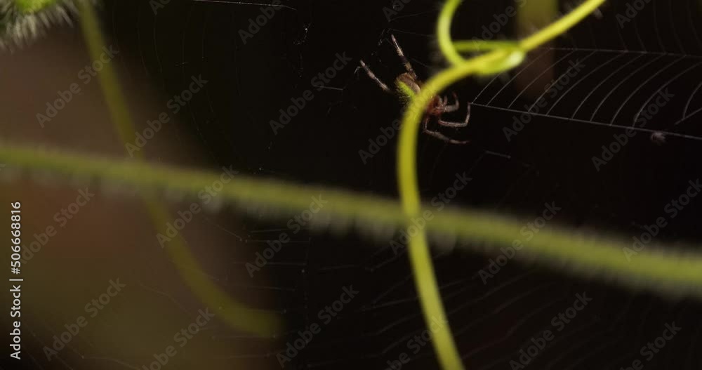 Poster green orb weaver spider holding a insect that gets caught in the web trying to sedate it with venom