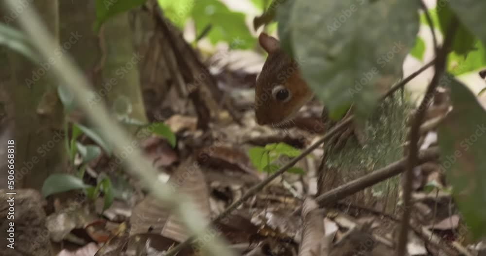 Poster red squirrel jumps down a tree to grab a nut that it tries to chew and handle to crack it open