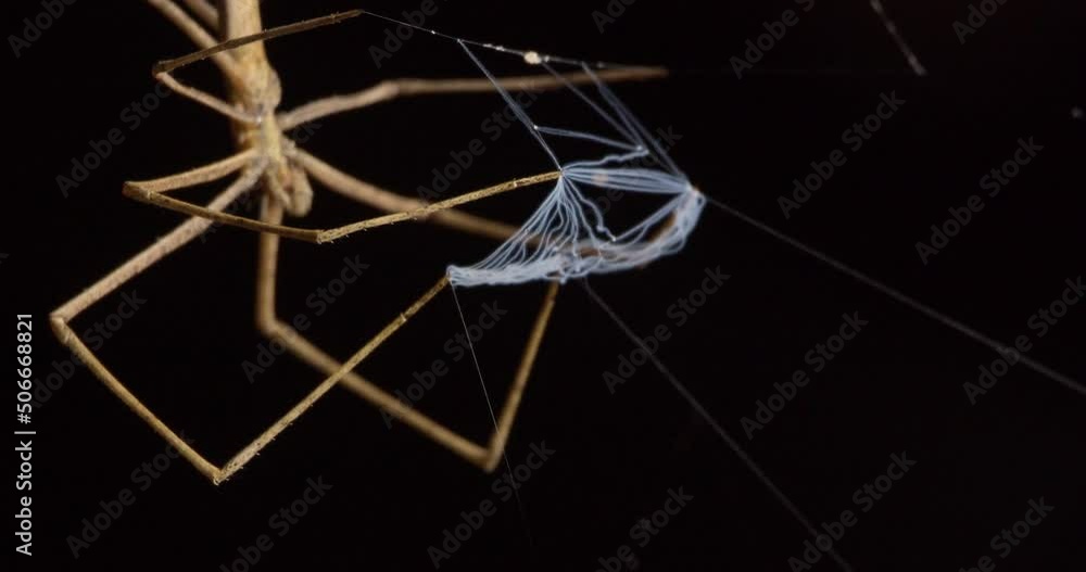 Wall mural super closeup of the net-casting spider holding the net in front of it