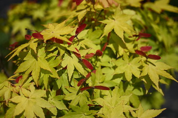 red maple leaves
