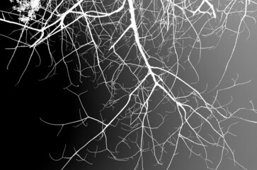 black and white tree