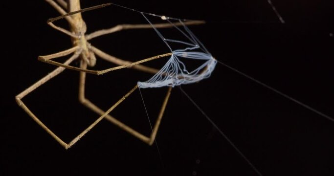 Super closeup of the Net-casting Spider holding the net in front of it