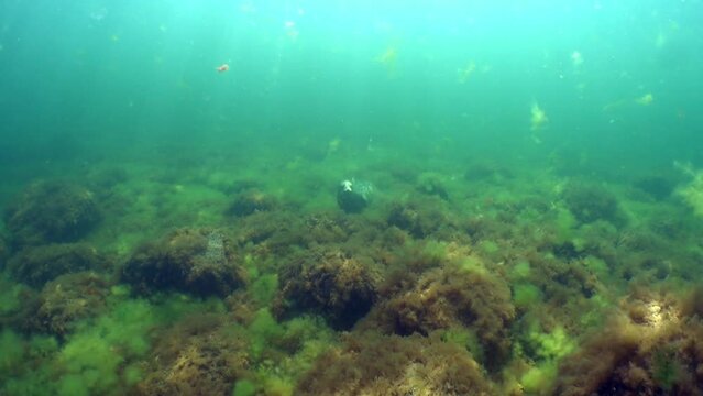 Suspicious Grey seal (Halichoerus grypus) lies on the bottom covered with green algae then swims away in Baltic Sea, Estonia.