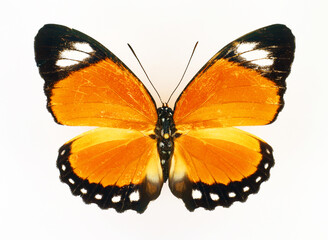 Yellow, orange butterfly, Euphaedra ruspina isolated on white, Collection, butterflies, Lepidoptera, Nymphalidae, Entomology. 